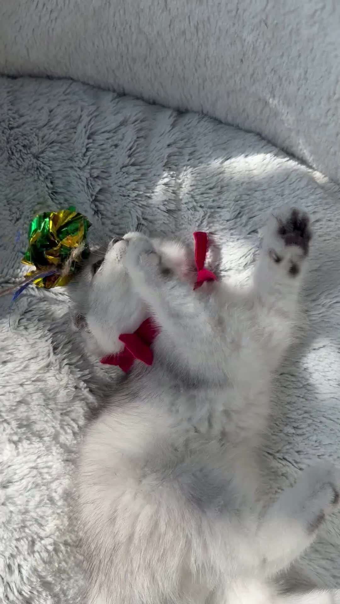 Scottish Fold cats for sale: Scottish fold - Video 2