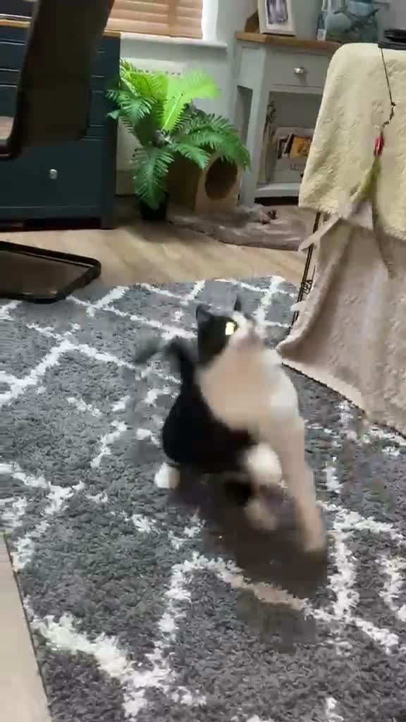 British Shorthair cats for sale: Male Tuxedo Black & White cat in Newark - Video 1