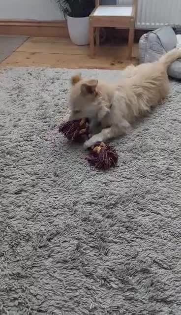 Mixed Breed dogs for adoption: Miss Luna - Video 3