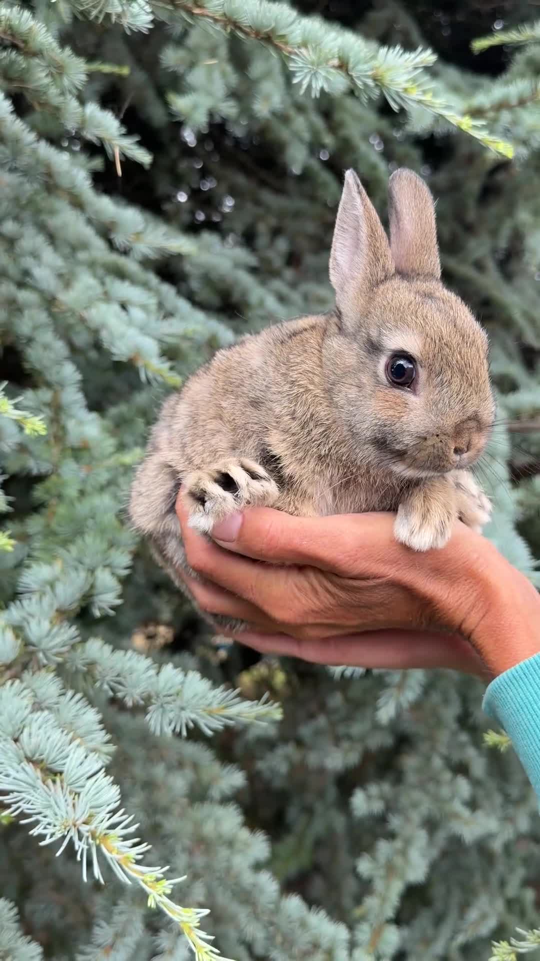 Netherland Dwarf rabbits for sale: Netherland Dwarf Baby Rabbit Female Doe  - Video 1