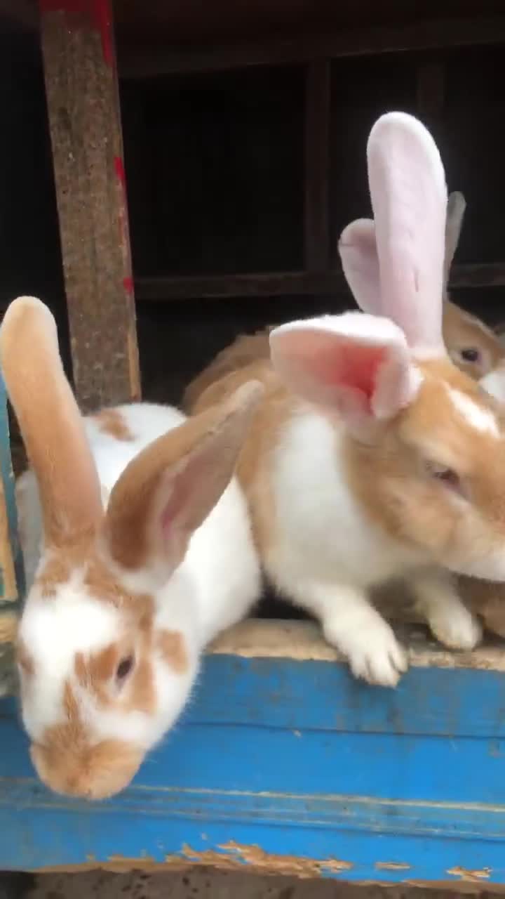 Mixed Breed rabbits for sale: Rabbit  - Video 5