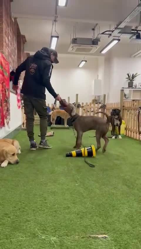 Dobermann dogs for sale: Playful and loving Doberman Ready for Adoption - Video 2