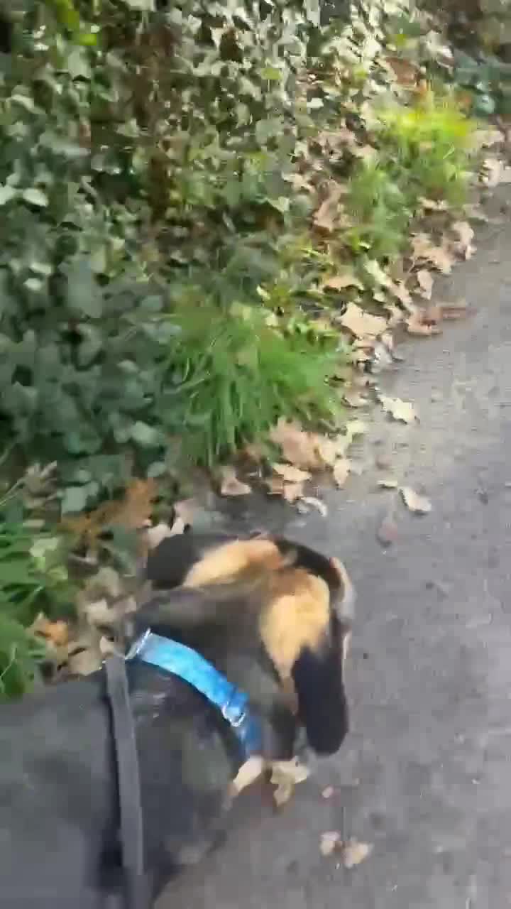 Mixed Breed dogs for adoption: Amigo the puppy that wants to be your friend - Video 1