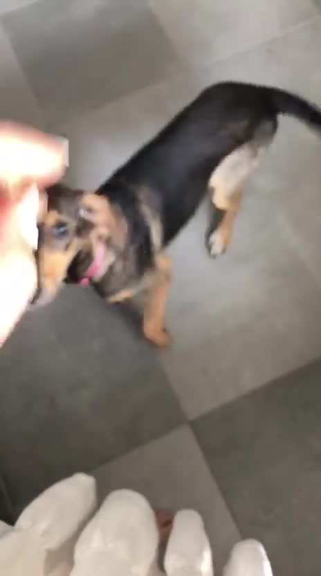 Mixed Breed dogs for adoption: Poppy (Hound/Shepherd mix) - Video 2
