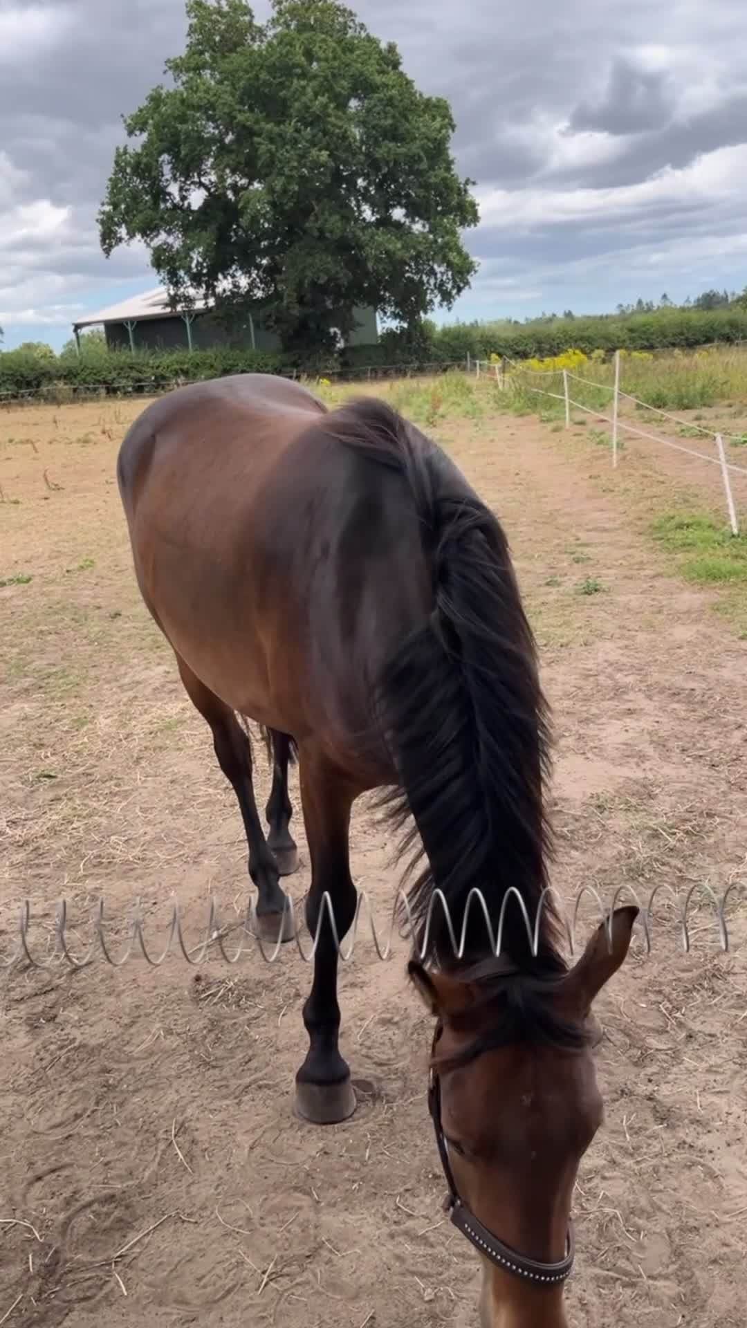 New Forest horses for sale: Beautiful Project horse - Video 2
