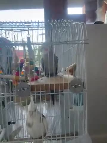 Cockatiels birds for sale: Two lovely breeding cockatiels for sale  - Video 1