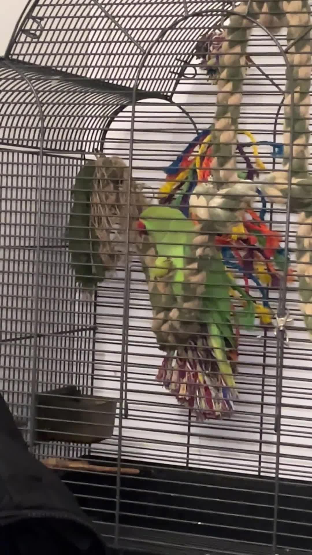 Ringnecks birds for sale: Tame male Indian ringneck - Video 2