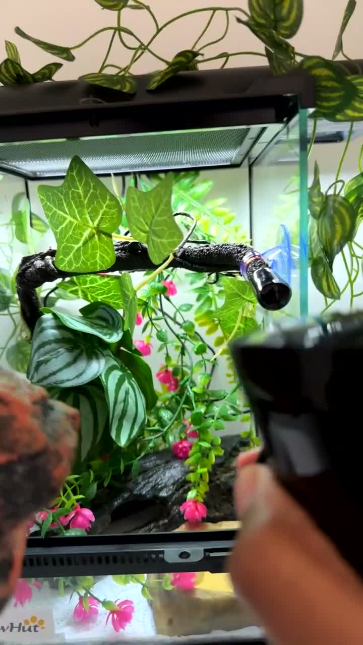 Gecko reptiles for sale: 🦎Baby Crested Gecko & Complete Setup in London - Video 2