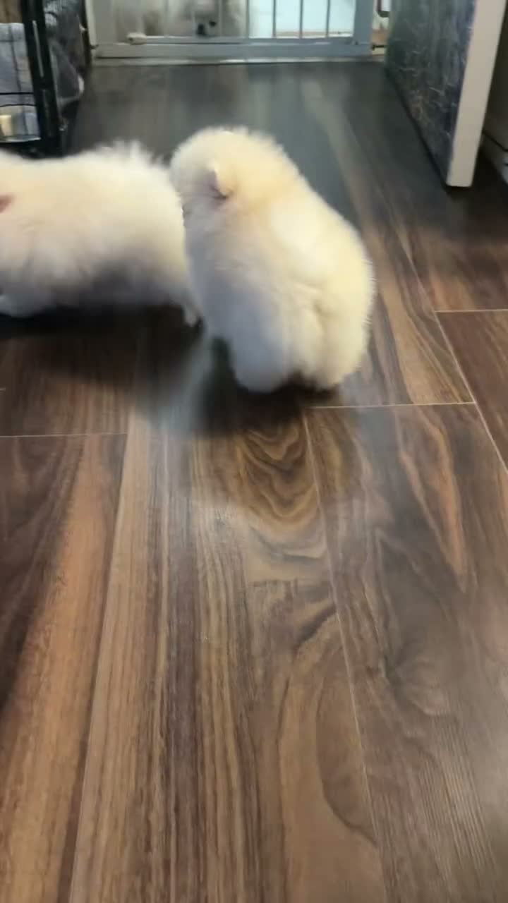 Pomeranian dogs for sale: Beautiful White/Cream Pomeranian Puppies - Video 2