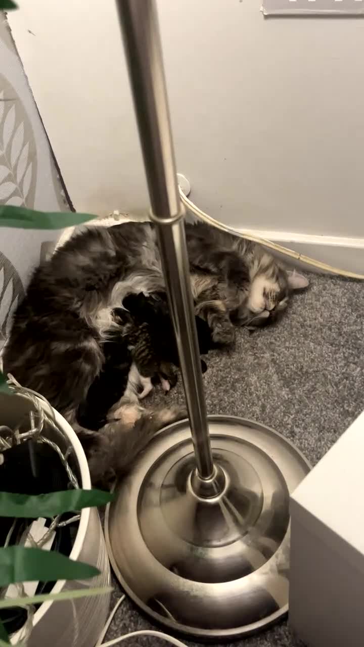 Maine Coon cats for sale: Maine coon X Ragdoll mix breed - Video 2