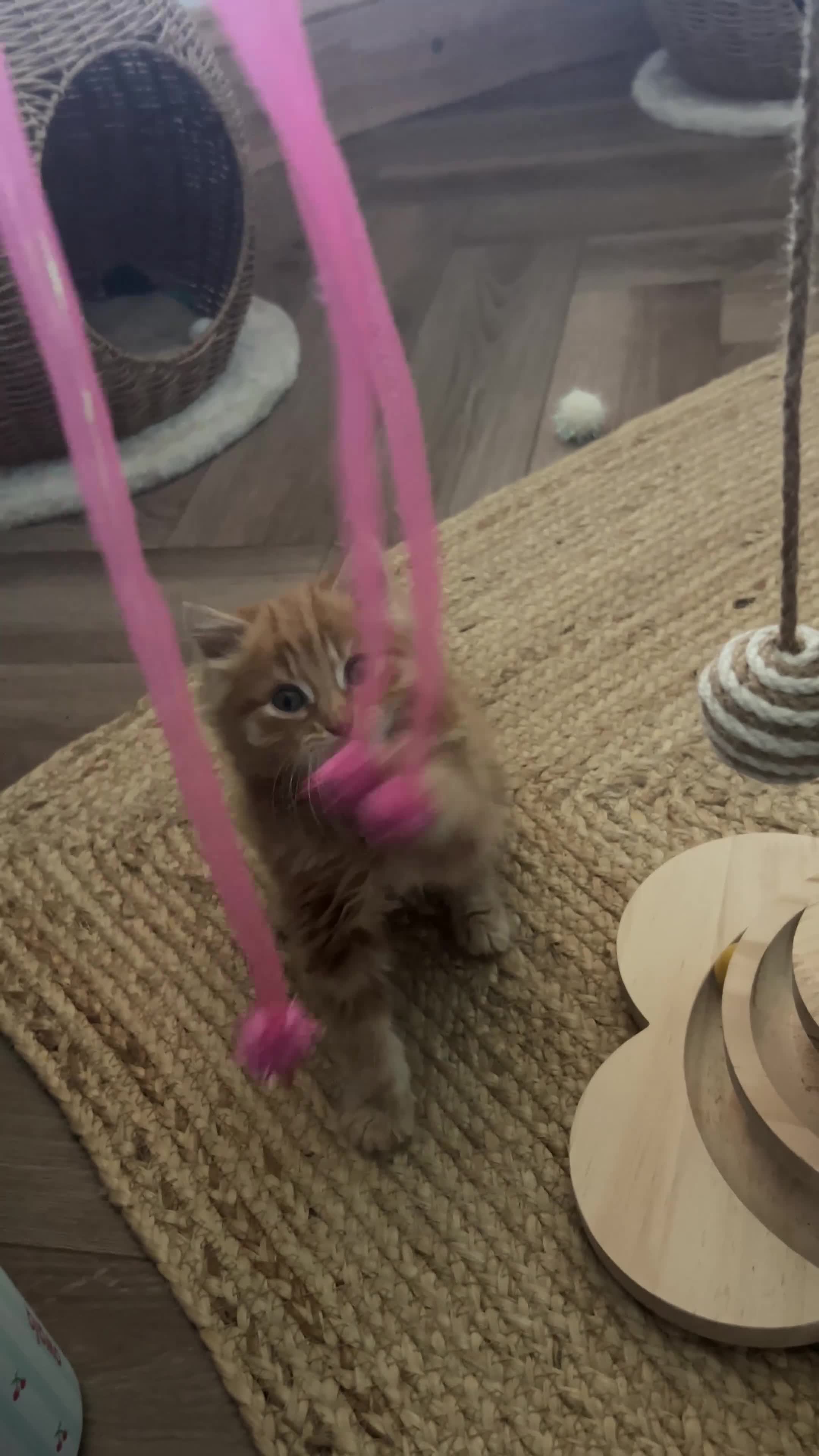 Mixed Breed cats for sale: Beautiful male Ginger kitten - Video 1
