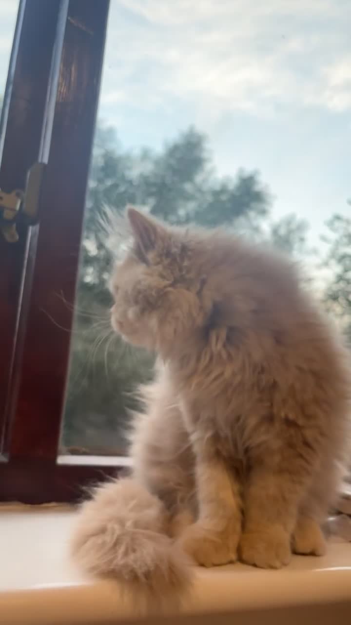 Persian cats for sale: Cleo and milly - Video 1