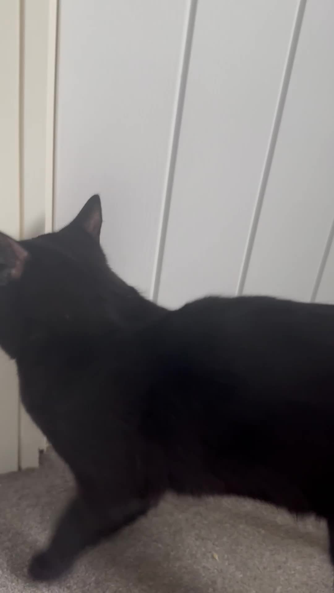 Ragdoll cats for sale: Sad sale RAGDOLL X  - Video 1