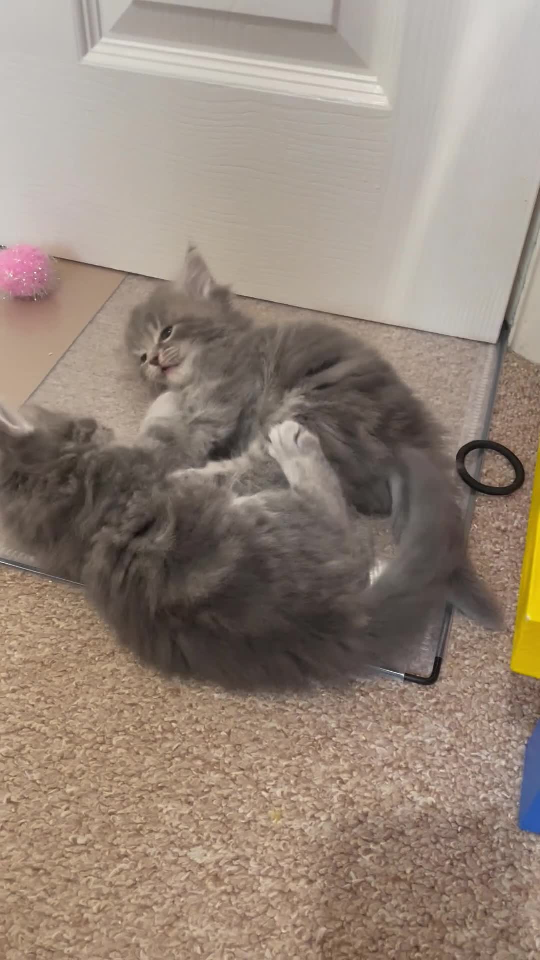 British Longhair cats for sale: Stunning kittens  in Northampton - Video 2