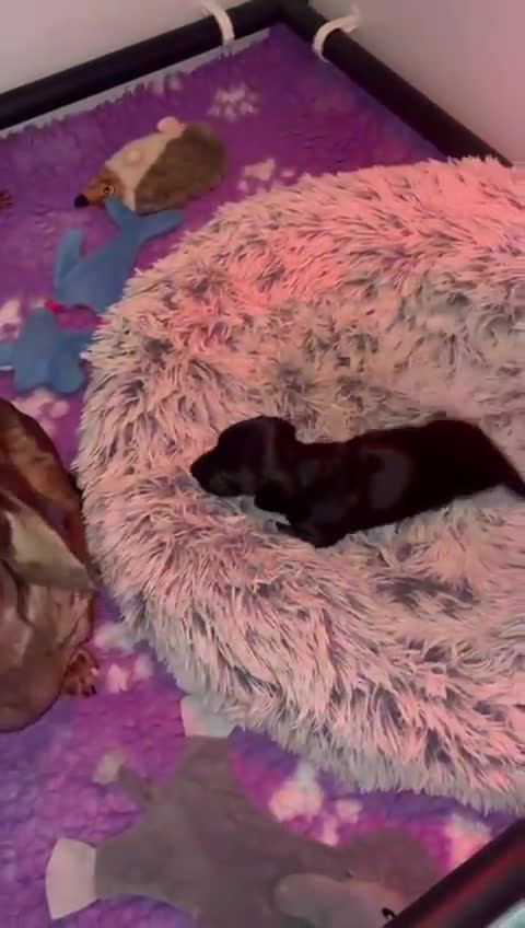 Dachshund dogs for sale: Shorthaired Miniature Dachshund - Video 1