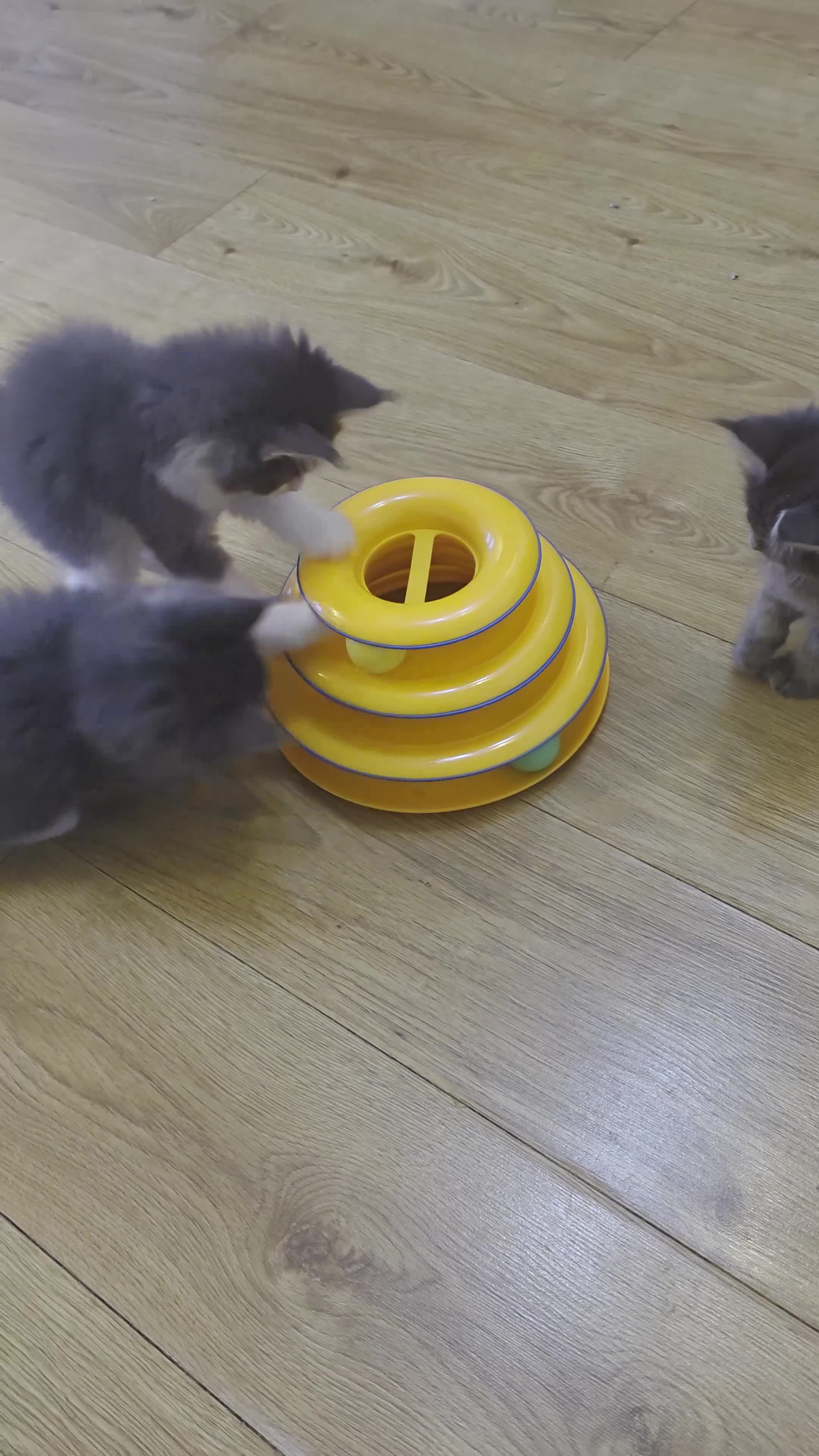 Maine Coon cats for sale: TICA Registered Maine Coon Kittens - Video 1