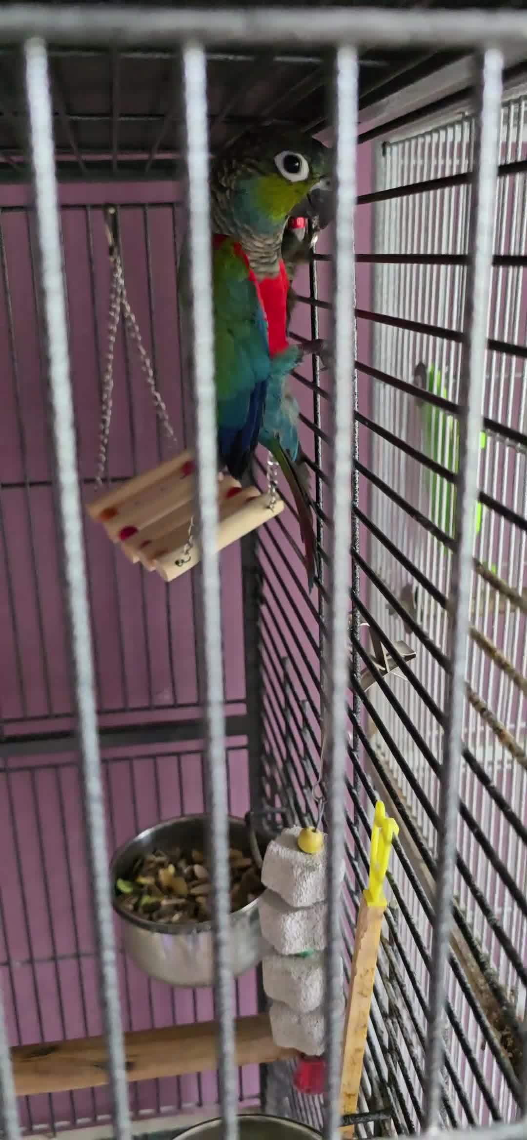 Conures birds for sale: Crimson-bellied Canure - Video 1