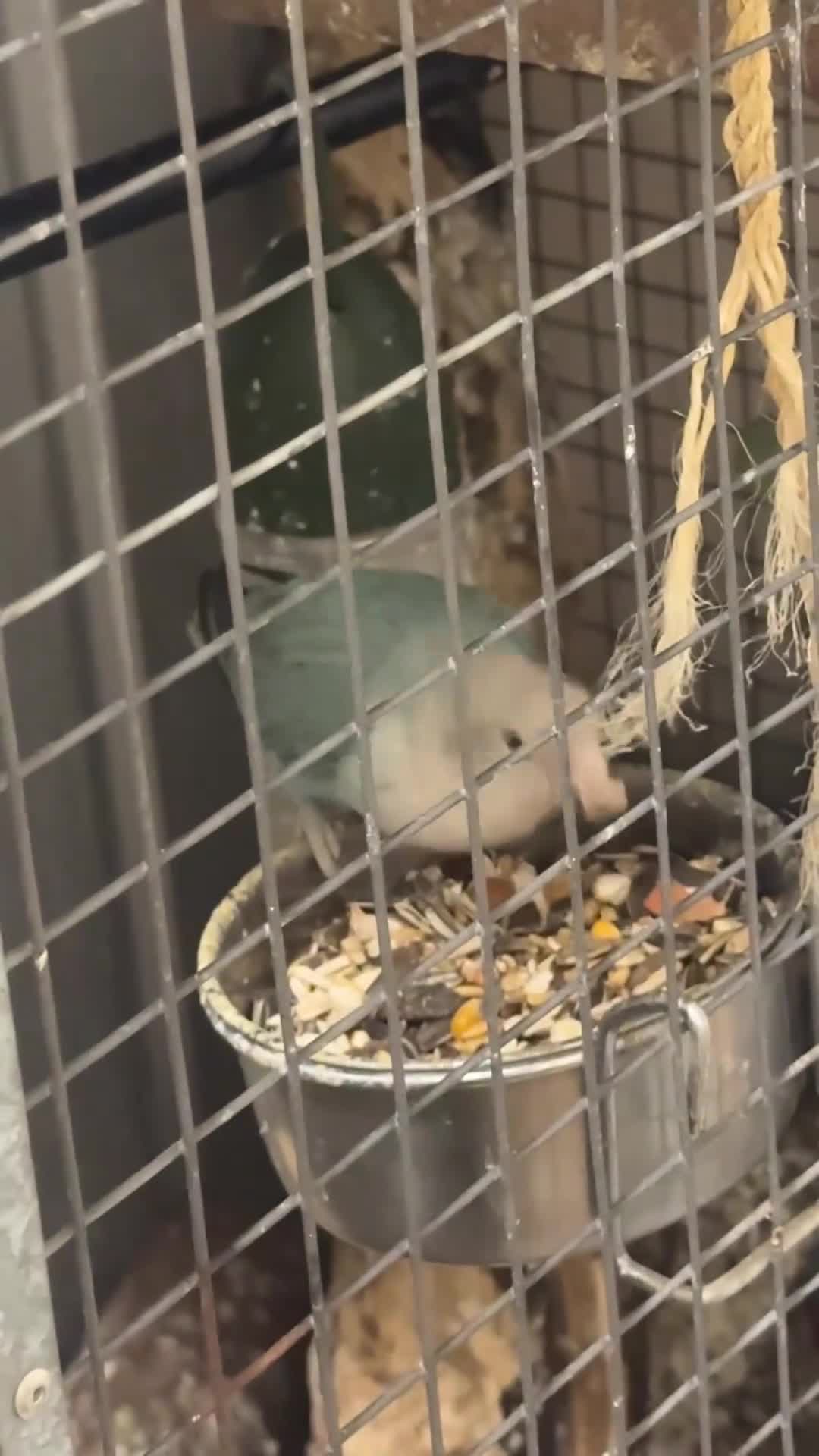 Lovebirds birds for sale: Lovebirds seeking new home 🫪 - Video 1