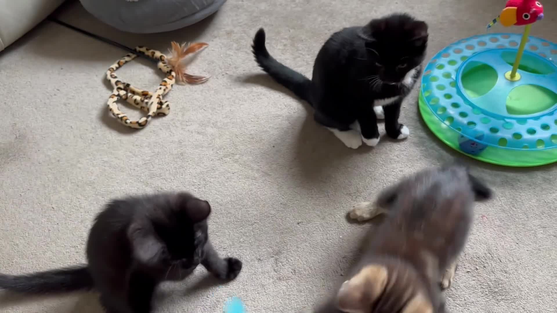 Mixed Breed cats for sale: Lovely bengal mix kittens: tabby, ginger, black - Video 1