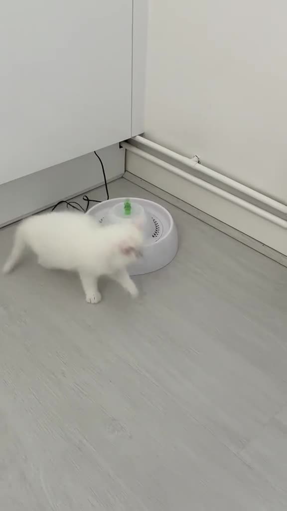 Munchkin cats for sale: Turkish Angora x Munchkin male and female  - Video 2