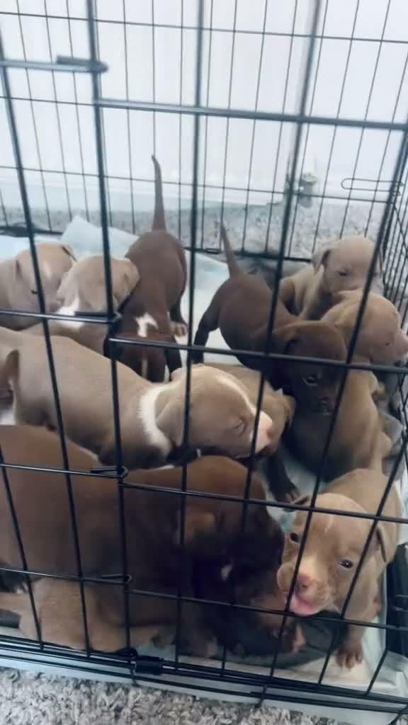 American Bully dogs for sale: Standard American Bully  - Video 4