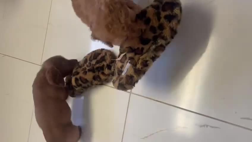 Cockapoo dogs for sale: ❤️NOW REDUCED❤️…X1 BOY (health tested) - Video 1