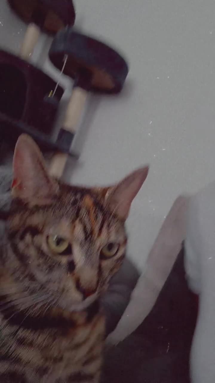 Mixed Breed cats for sale: Bella 1 years old - Video 1