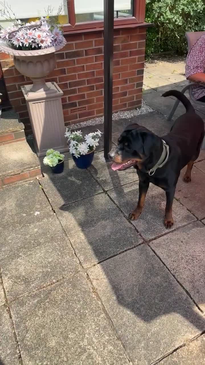 Rottweiler dogs for sale: Looking for a Loving New Home for My Best Friend - Video 1
