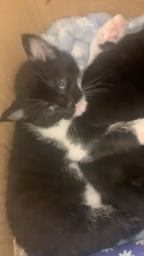 Domestic Shorthair cats for sale: 3 kittens looking for a forever home  - Video 1