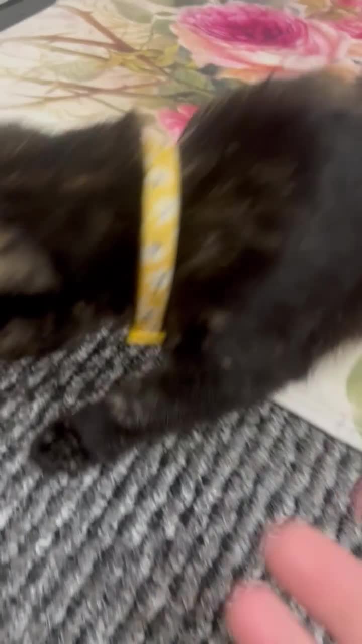LaPerm cats for sale: Free Black Ginger kitten - Video 1