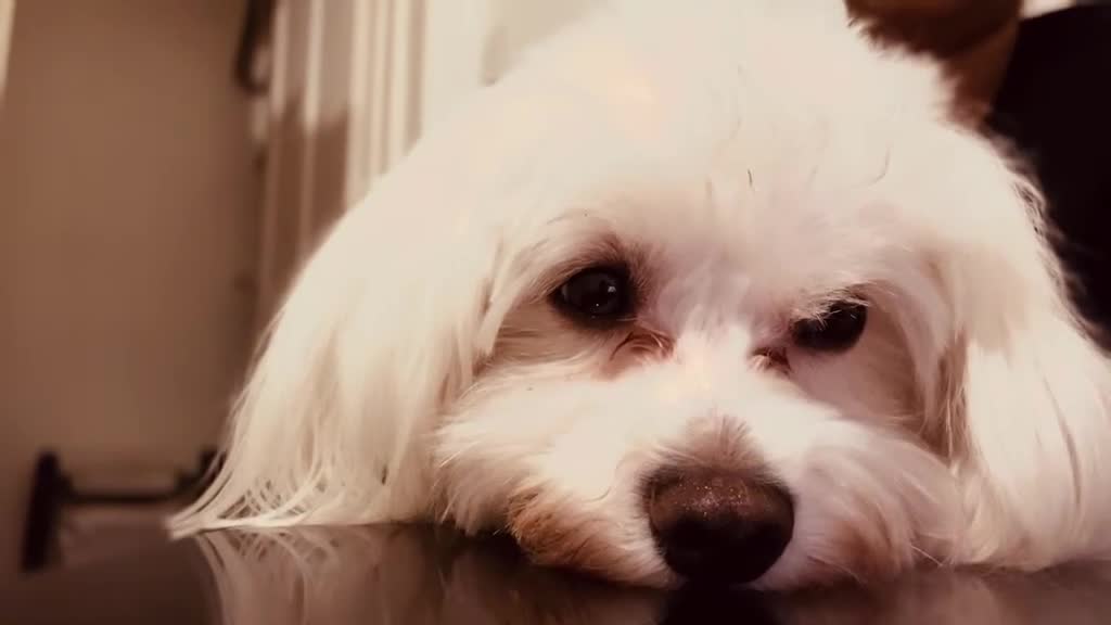 Maltese dogs for sale: White maltese dog in Rotherham - Video 2