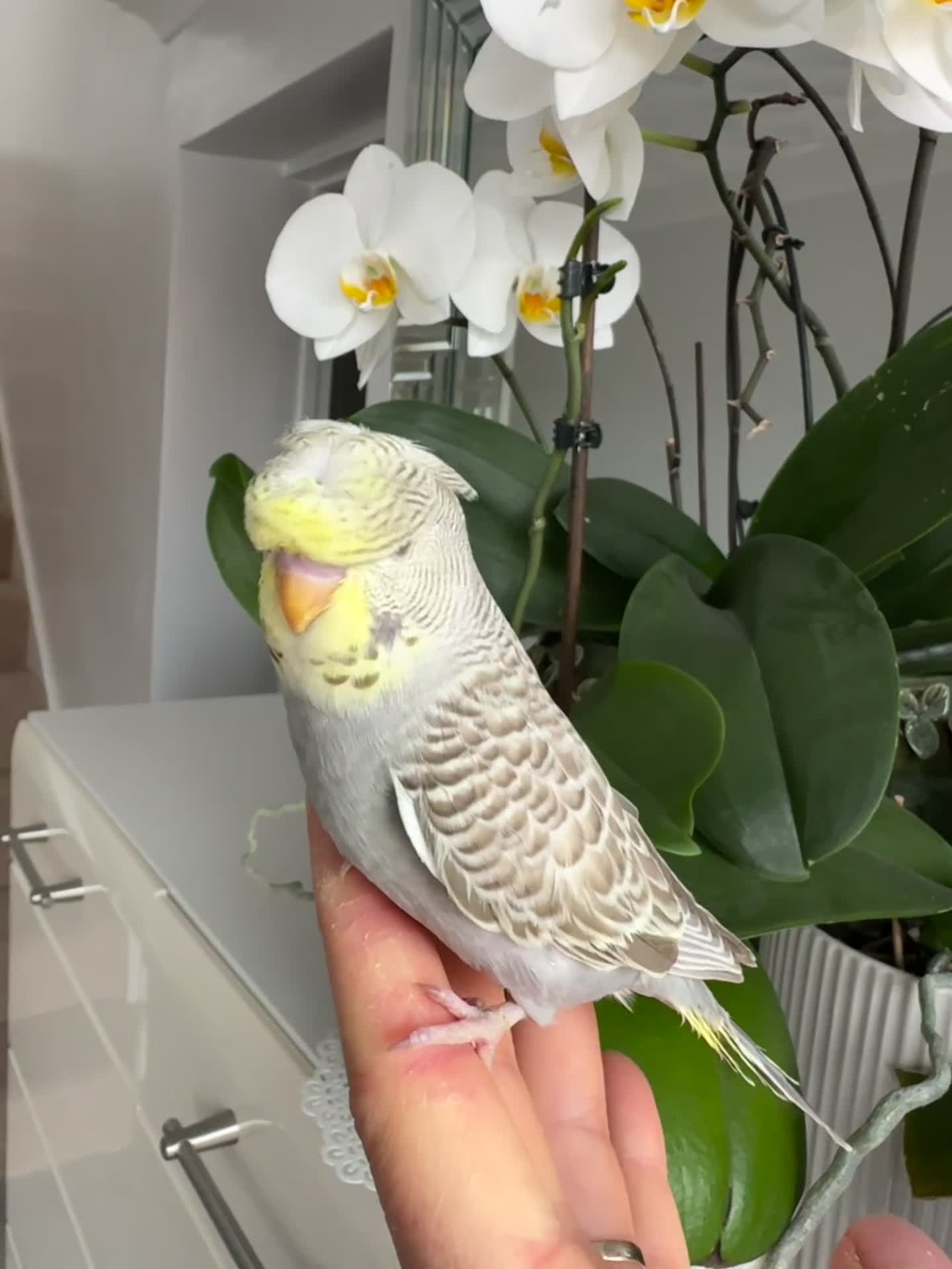 Budgerigars birds for sale: Hand Tame male crested baby budgie  - Video 1
