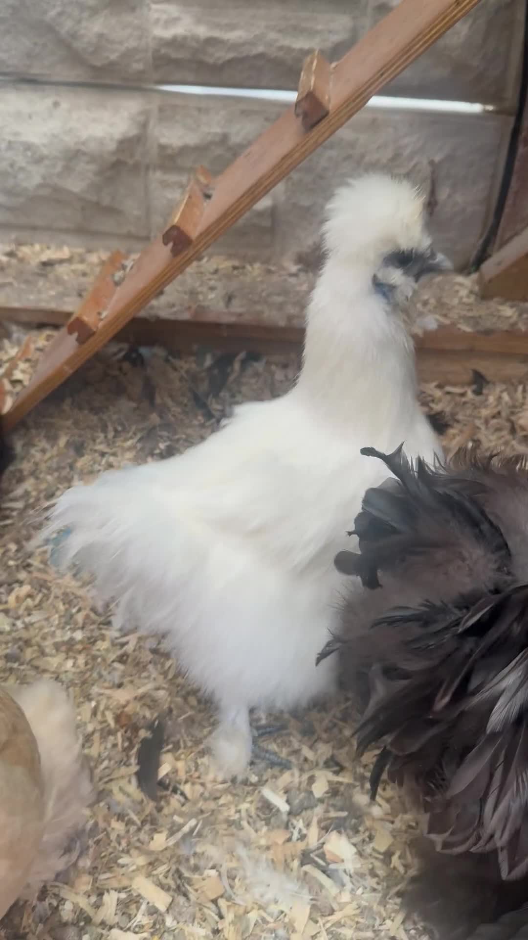 Chickens poultry for sale: Bonded Bantams  - Video 2
