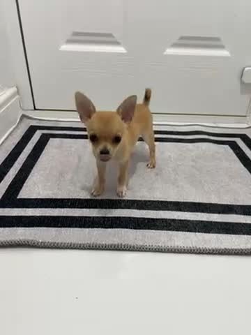 Chihuahua dogs for sale: Miniature chihuahua puppies (champion litter)  - Video 2