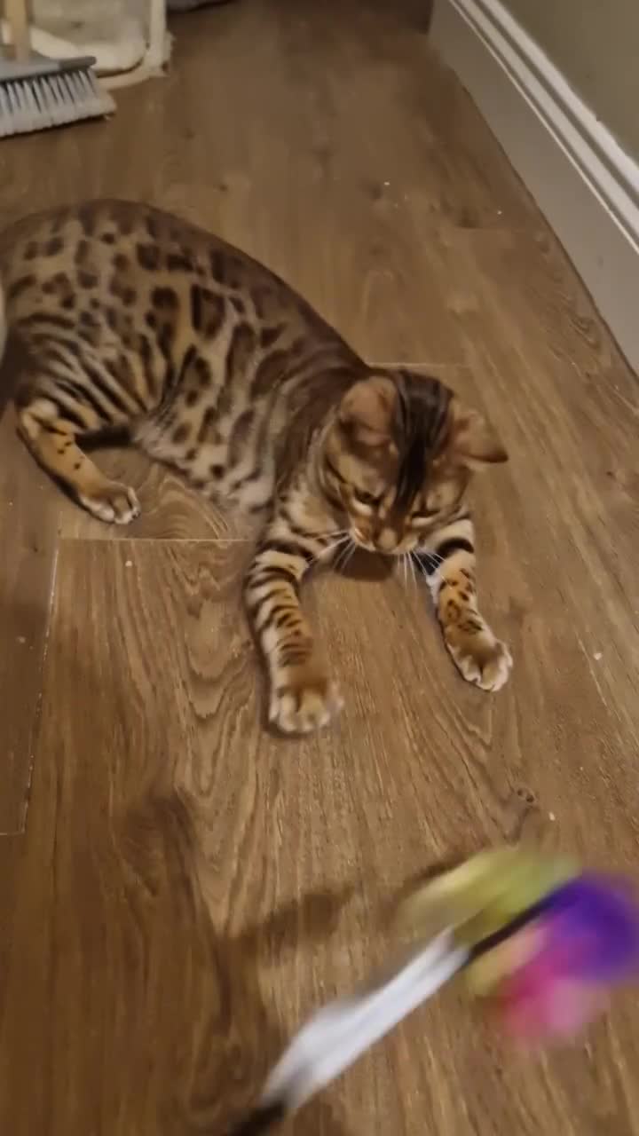 Bengal cats for sale: Pure Bengal Boy❤️ - Video 2