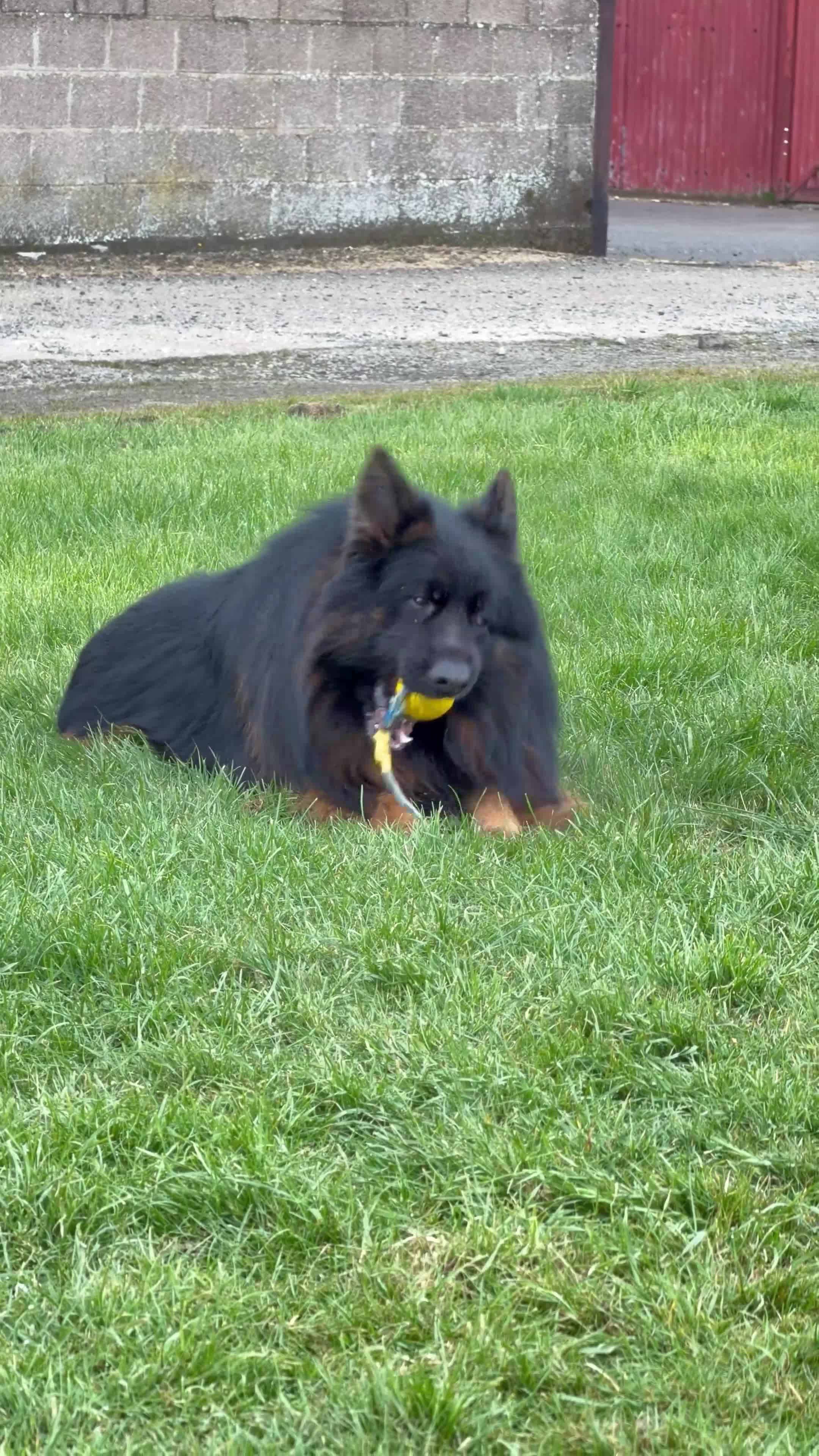 German Shepherd dogs for sale: Top Quality German shepherd Long Hair Puppies 🐾🥰 - Video 2