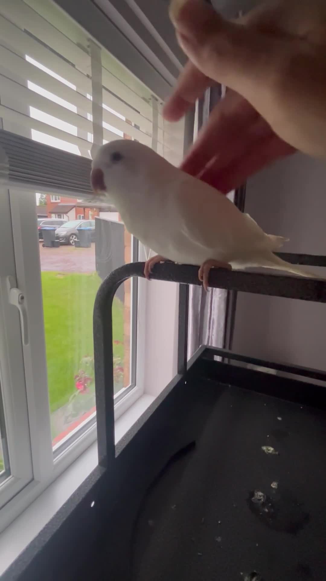 Parrots birds for sale: Cuddley quaker parrot  - Video 1