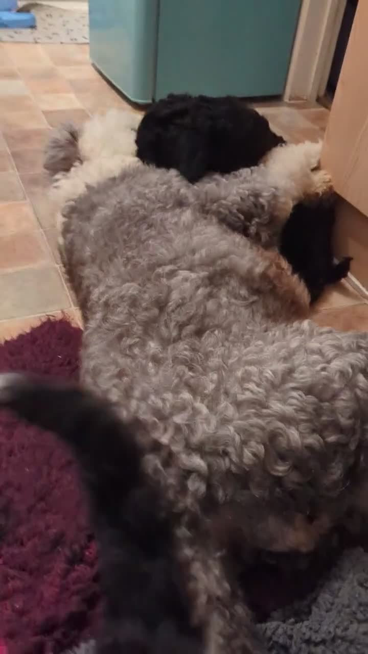 Sheepadoodle dogs for sale: (last girl) ❤️ F1 OES x Standard POODLE - Video 1