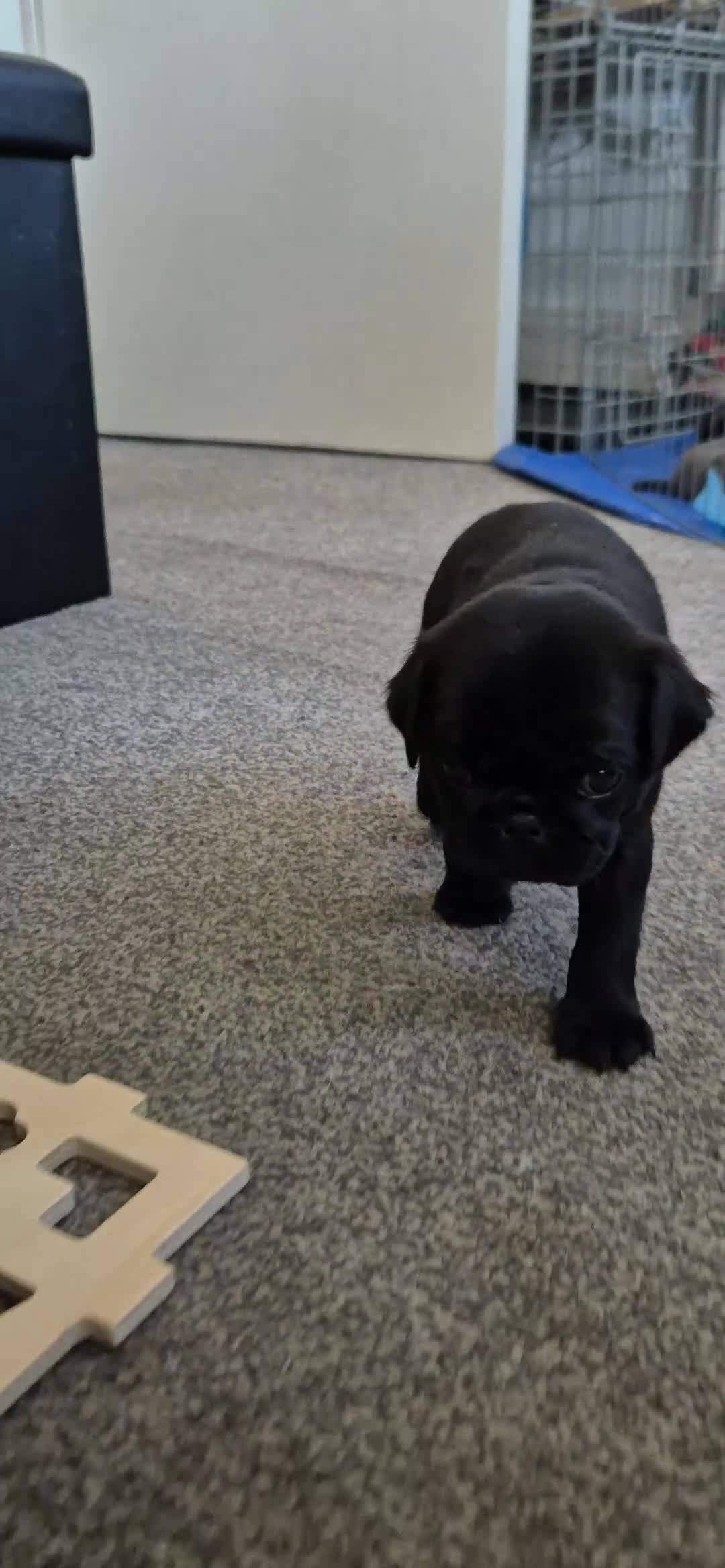 Pug dogs for sale: 3x pug girls 1x pug boy - Video 2
