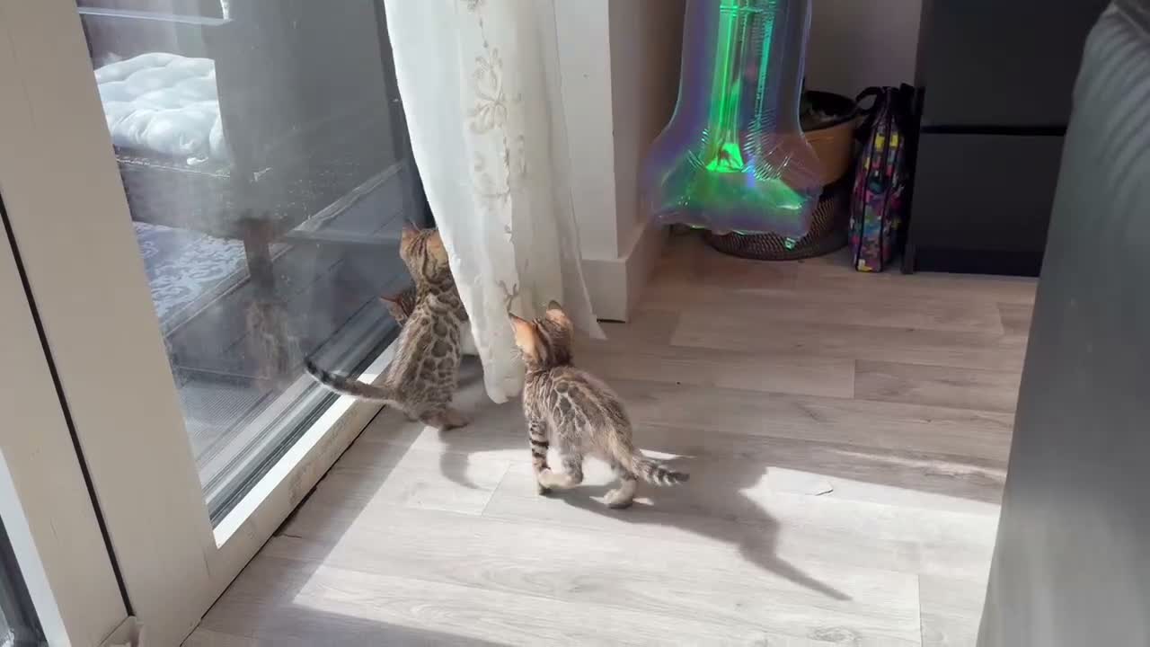 Bengal cats for sale: Top Quality Bengal Kittens (2 Boys, 1 Girl) - Video 1