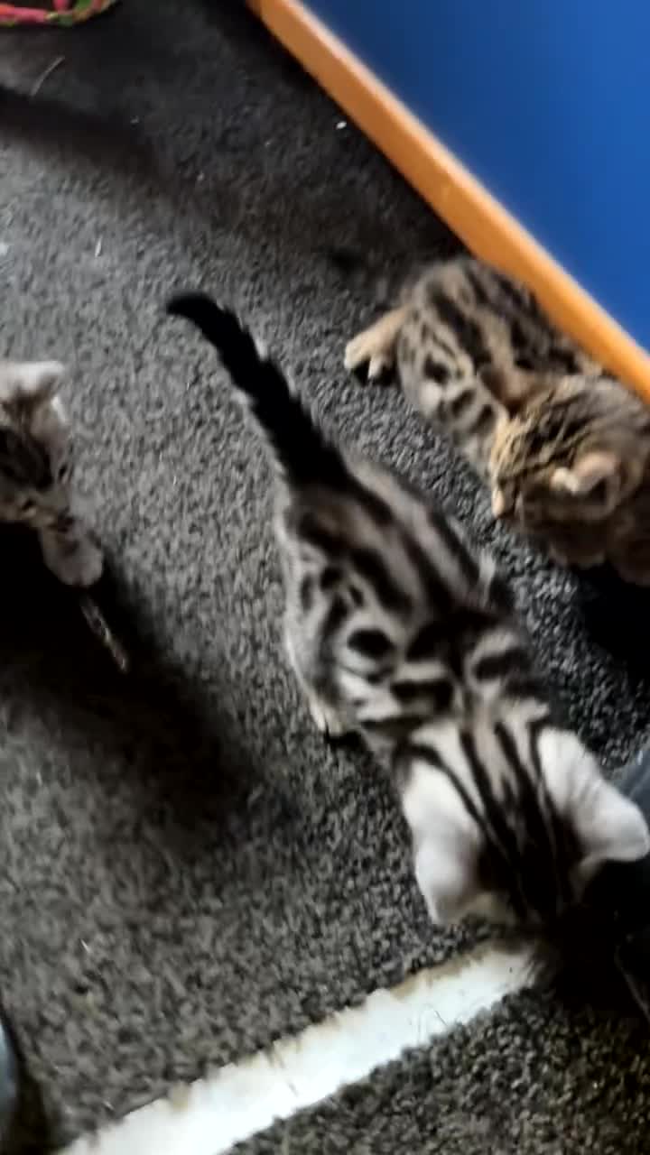 Bengal cats for sale: ✨beautiful Bengal kittens✨ - Video 1