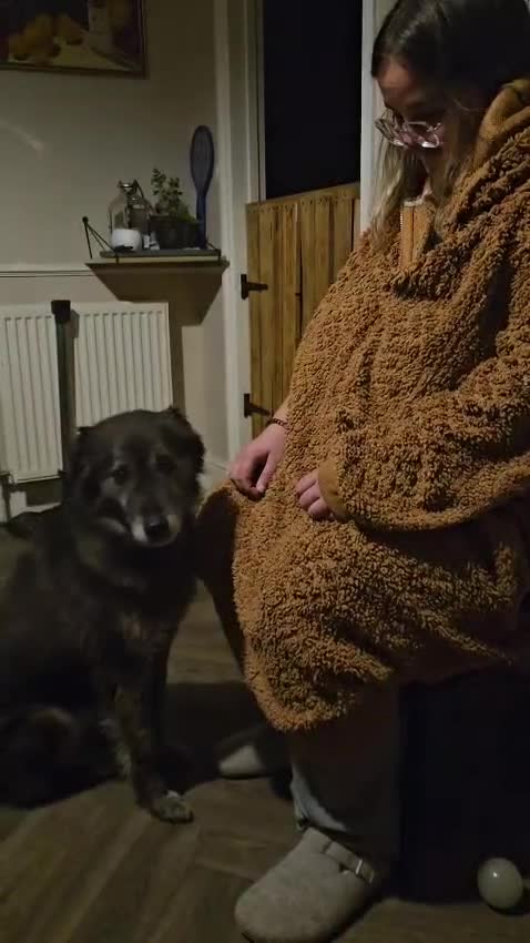 Mixed Breed dogs for adoption: Freya for adoption! - Video 1