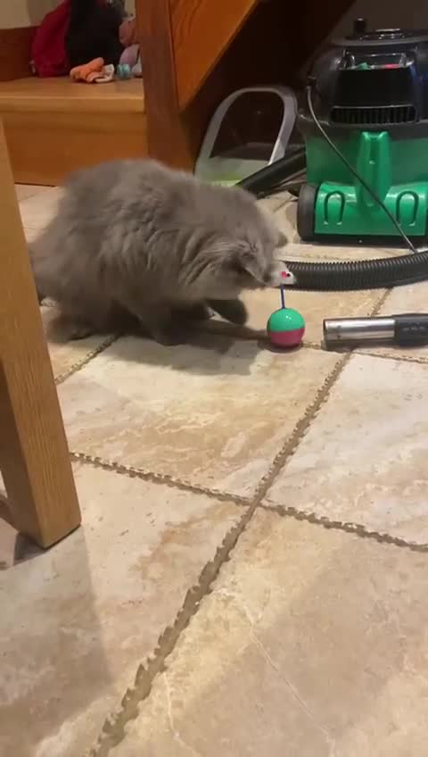 Persian cats for sale: Our beautiful pedigree Persian girl Winnie - Video 1