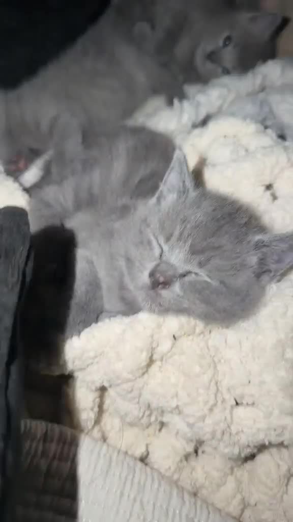 British Shorthair cats for sale: 4 beautiful babies looking for their forever home  - Video 1