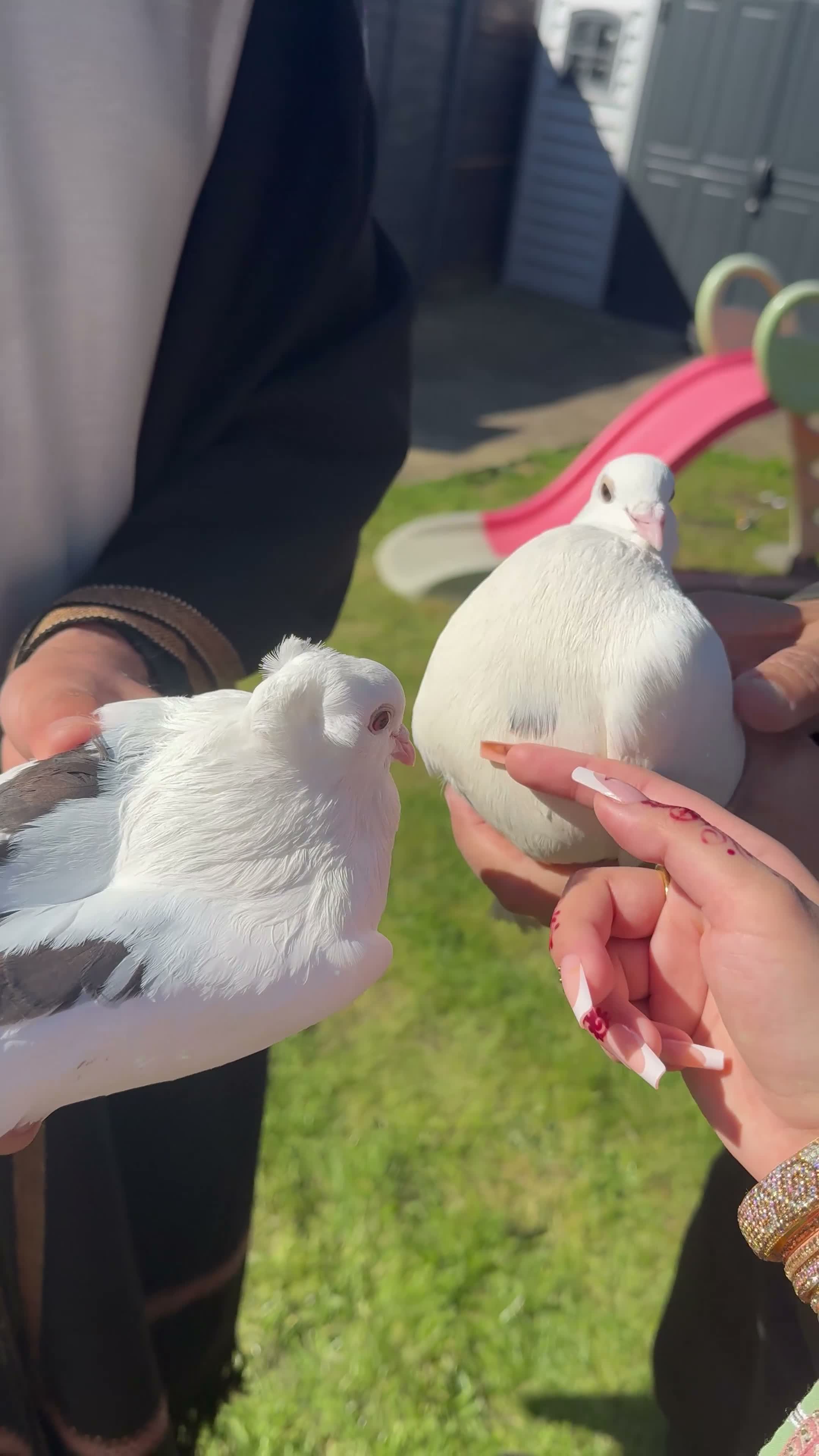 Pigeons birds for sale: Beautiful pair of Indian Fantail pigeons  in Hounslow - Video 2