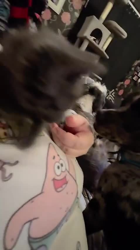 Mixed Breed dogs for sale: Frenchie cross female - Video 1