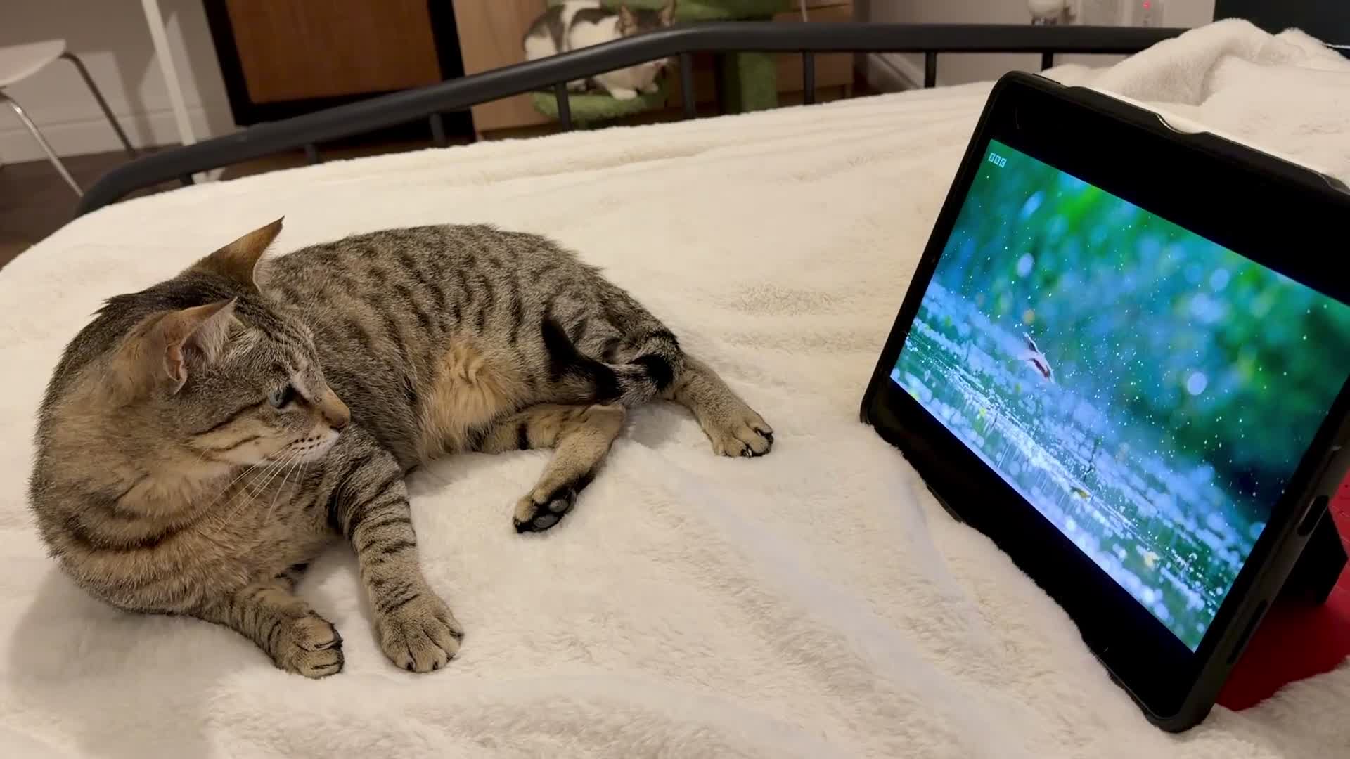 Arabian Mau cats for adoption: Hera ♥️ - Video 2