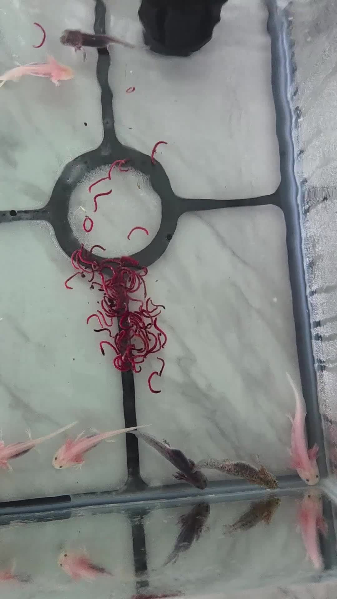 Axolotl reptiles for sale: 3 month old Axolotl's for sale - Video 1