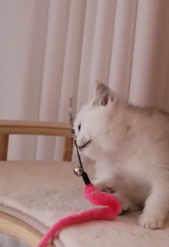 British Shorthair cats for sale: ✨ Ready now Golden and Silver British Shorthair ❗️ in Upminster - Video 1