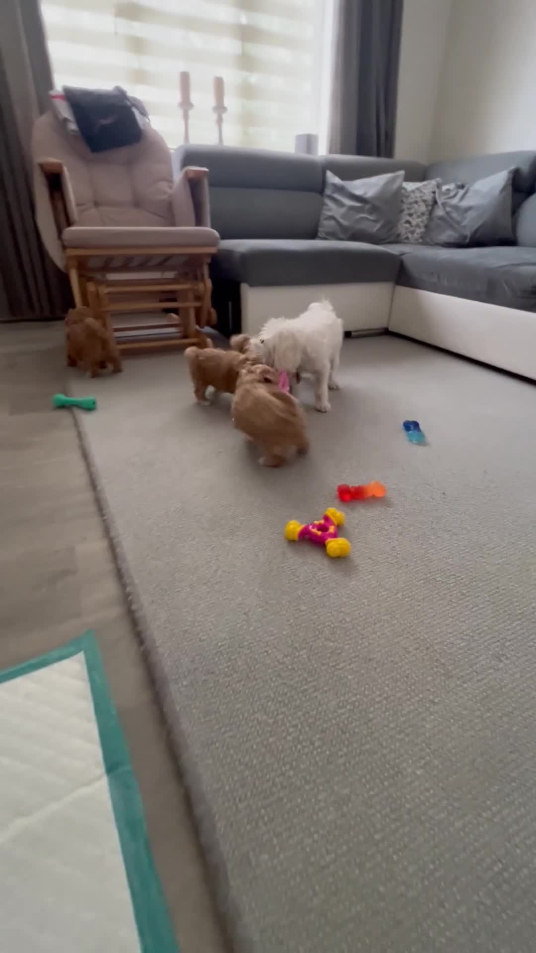 Maltipoo dogs for sale: Beautiful Tiny Maltipoo 3 girls 1 boy  - Video 5